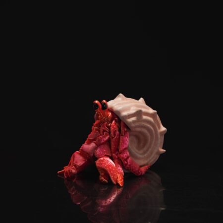 Articulated Hermes, the hermit crab